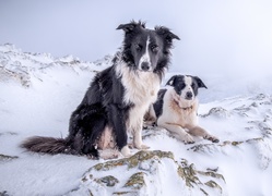 Psy, Border Collie, Góry, Zima
