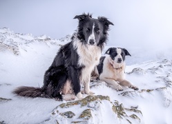 Dwa psiaki border collie usadowiły sie na ośnieżonej górze