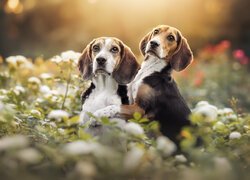 Dwa psy beagle wśród kwiatów