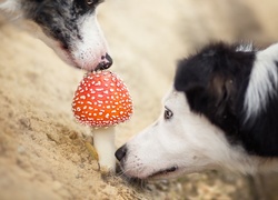 Border Collie, Muchomor