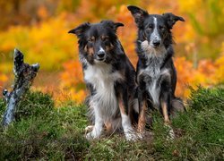 Dwa, Siedzące, Psy, Border collie, Trawa