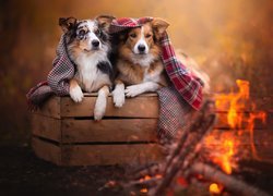 Dwa psy border collie pod kocykiem przy ognisku