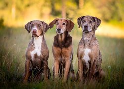 Dwa psy catahoula leopard dog i kundelek