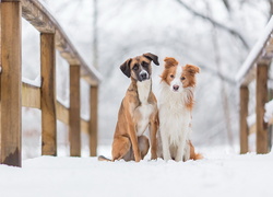 Psy, Most, Śnieg