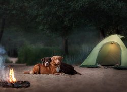 Dwa psy obok ogniska i namiotu na piasku