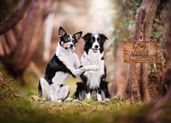 Dwa, Psy, Kundelek, Border collie