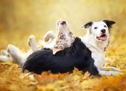 Dwa psy rasy border collie baraszkują w liściach