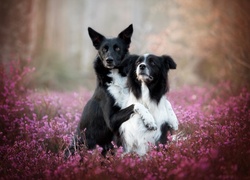 Dwa psy rasy border collie pozują do zdjęcia we wrzosach