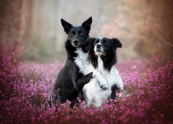 Psy, Border collie, Wrzos