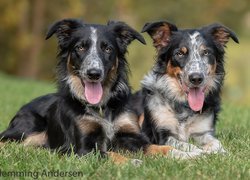 Psy, Border collie, Trawa