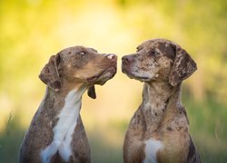 Dwa, Psy, Catahoula leopard dog