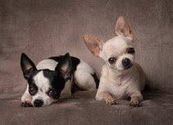 Dwa psy rasy chihuahua krótkowłosa