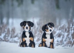 Dwa psy rasy entlebucher w śniegu