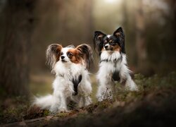 Spaniel kontynentalny miniaturowy Papillon