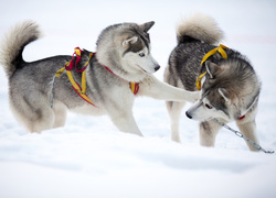 Psy, Siberian husky, Zabawa