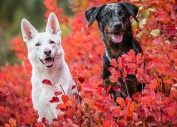 Dwa psy w czerwonych liściach