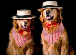 Dwa psy w kapeluszach