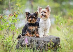 Dwa, Psy, Yorkshire terrier, Kamień