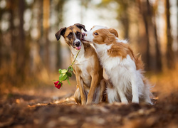 Dwa psy z czerwoną różą na leśnej polanie