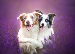 Border collie, Lavenda