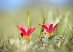Tulipany, Wiosenne, Kwiaty