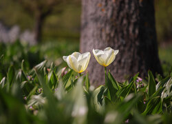 Dwa rozwinięte tulipany pod drzewem