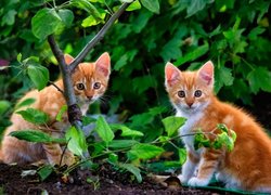Dwa rude kotki