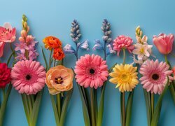 Dwa rzędy kolorowych kwiatów na niebieskim tle
