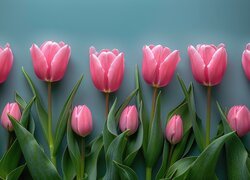 Dwa rzędy różowych tulipanów