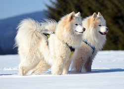 Dwa, Psy, Samojedy, Zima, Śnieg
