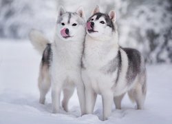 Dwa, Psy, Siberian husky, Zima, Śnieg