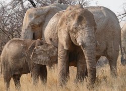 Dwa słonie i słoniątko