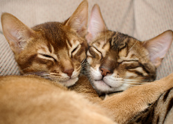 Dwa śpiące przytulone koty