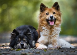 Dwa sympatyczne psy rasy elo