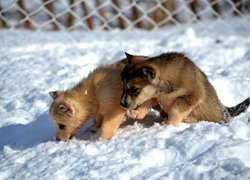 Psy, Szczeniaki, Siberian husky, Śnieg