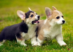 Dwa szczeniaczki welsh corgi podczas zabawy na łące