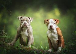 Amerykański pitbullterier, American Pit Bull Terrier, Dwa, Szczeniaki