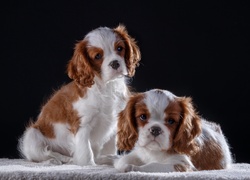 Dwa szczeniaki Cavalier King Charles spaniele i ich smutne minki