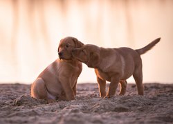 Dwa szczeniaki golden retriever na piasku