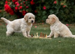 Dwa szczeniaki golden retriever obok szachów na trawie