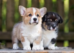 Dwa, Psy, Szczeniaki, Welsh corgi pembroke, Welsh corgi cardigan