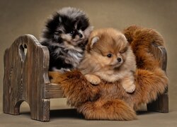 Dwa szpice miniaturowe pomeranian na małej drewnianej ławeczce