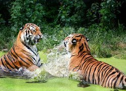 Dwa tygrysy walczące w wodzie