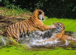 Dwa walczące w wodzie tygrysy