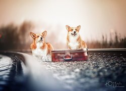 Dwa welsh corgi pembroke obok walizki