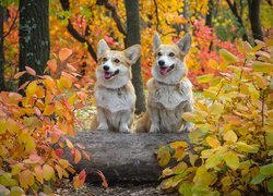 Dwa welsh corgi pembroke