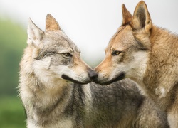 Dwa wilczaki czechosłowackie