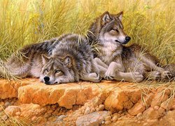 Dwa wilki na skarpie w trawie
