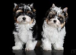 Dwa, Psy, Yorkshire terrier biewer, Czarne, Tło
