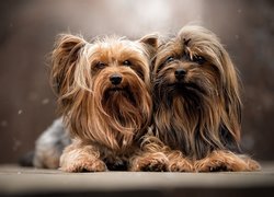 Dwa, Psy, Yorkshire terrier